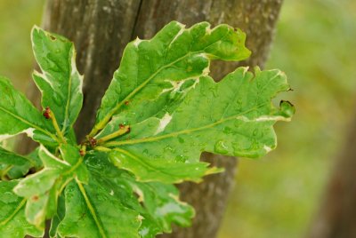 Quercus robur 'Argenteomarginata' - dub letní - list